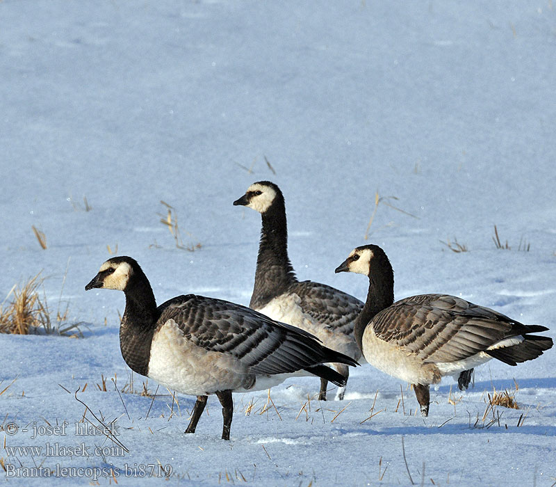 Branta leucopsis bi8719