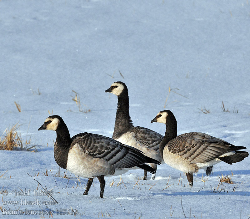 Barnacle Goose Weißwangengans Nonnengans Bernache nonnette