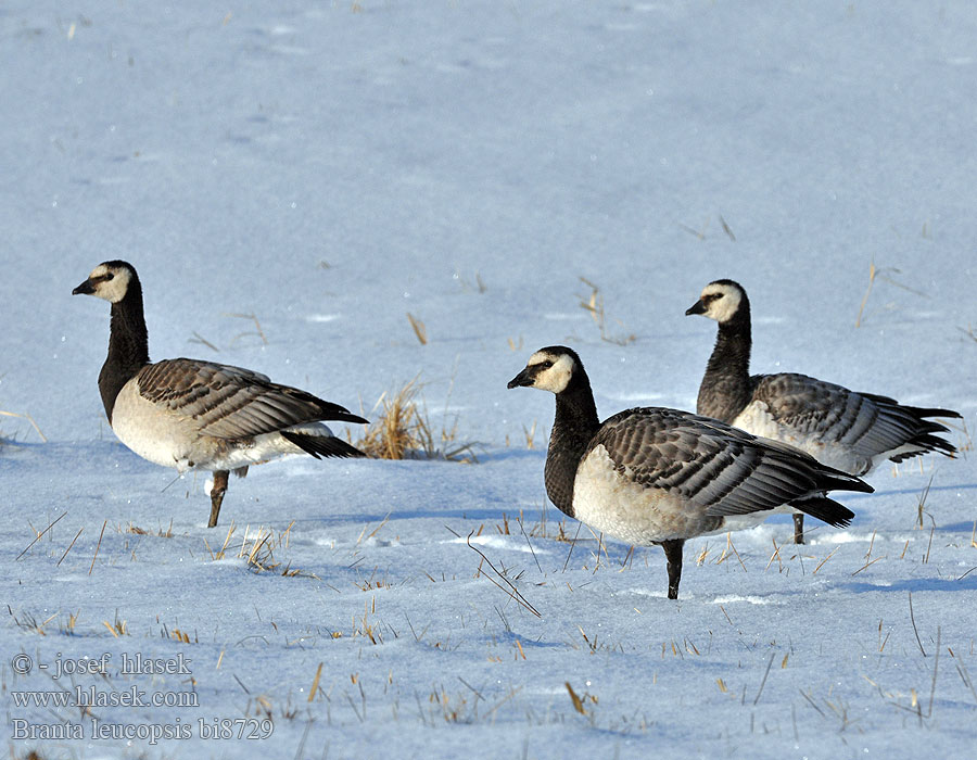 Branta leucopsis bi8729