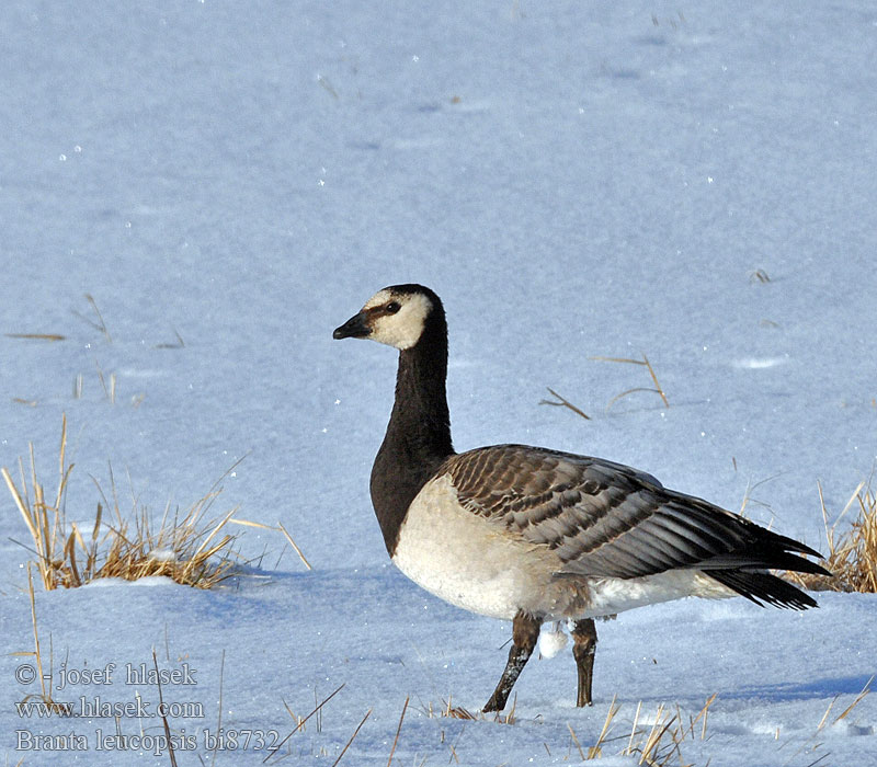 Branta leucopsis bi8732