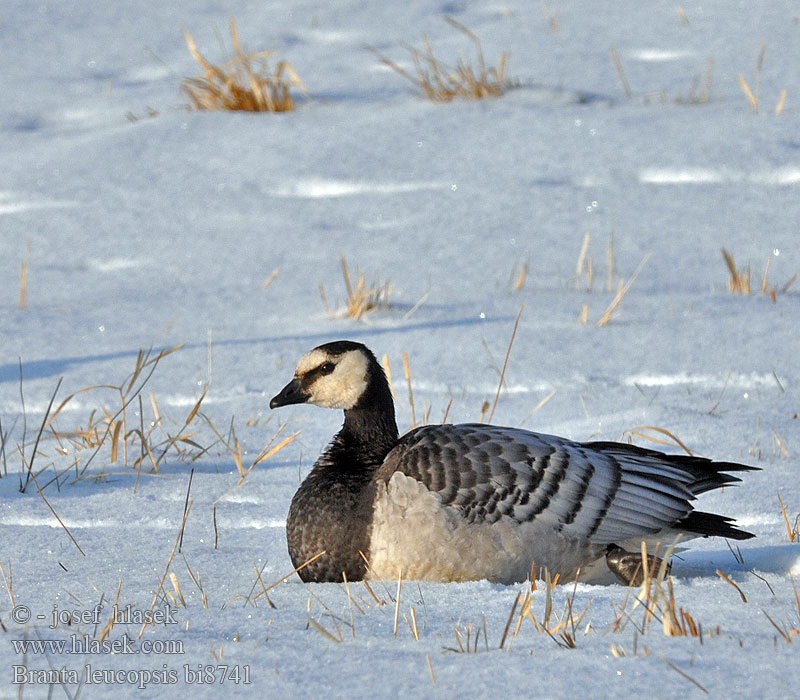 Branta leucopsis bi8741