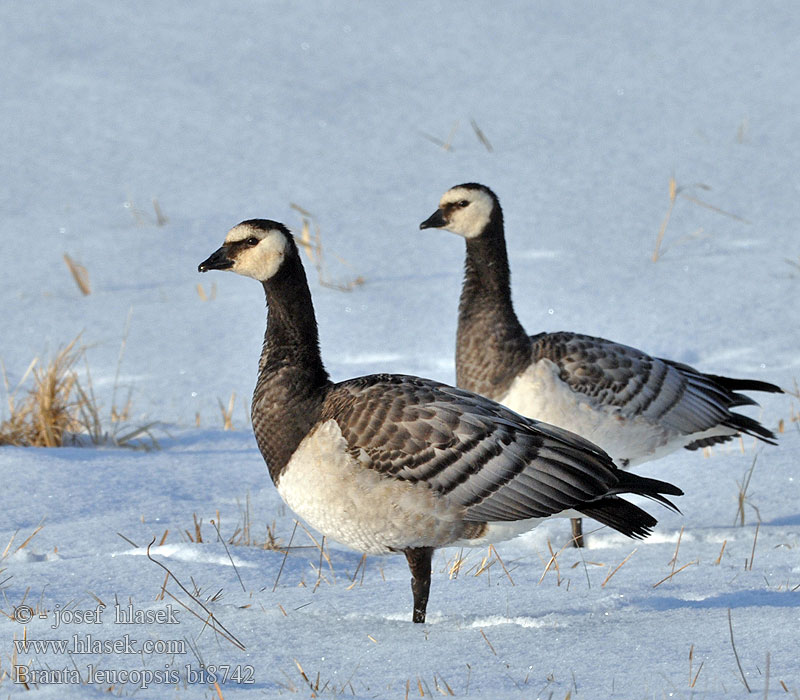 Branta leucopsis bi8742