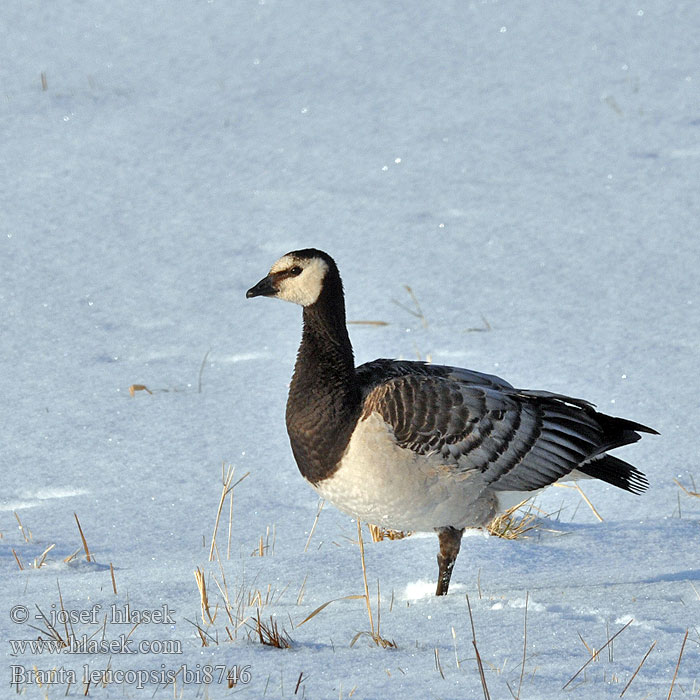 Branta leucopsis bi8746