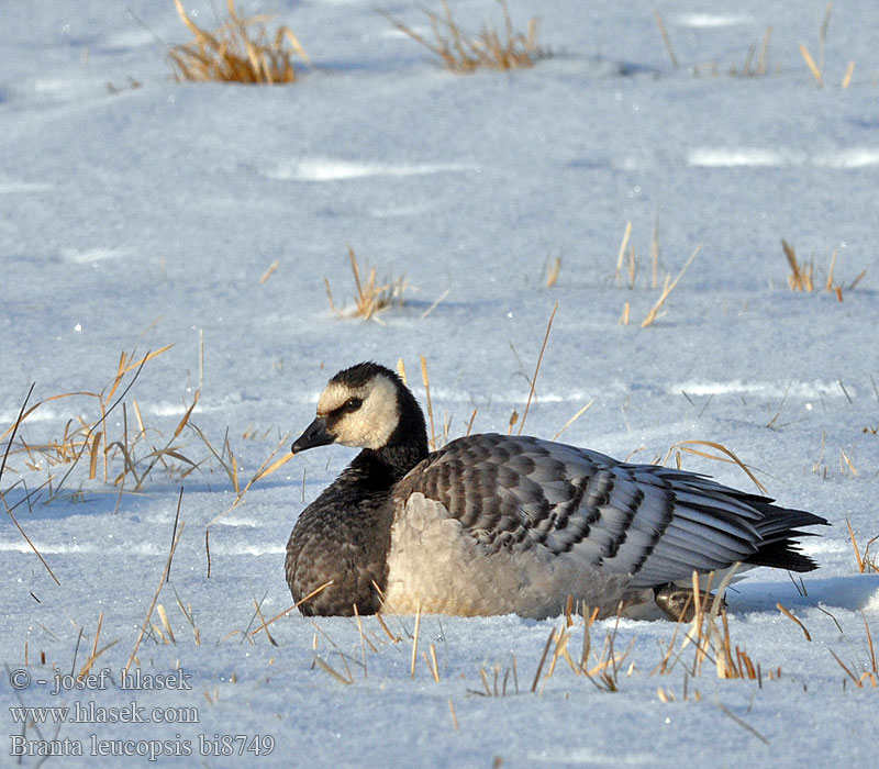 Branta leucopsis bi8749