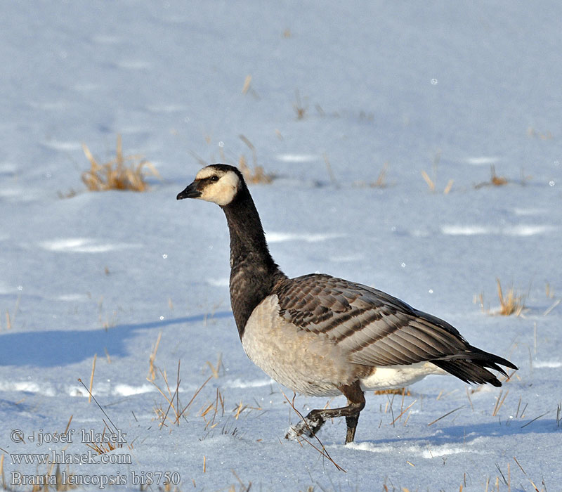 Branta leucopsis bi8750