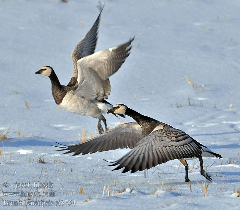 Branta leucopsis bi8754