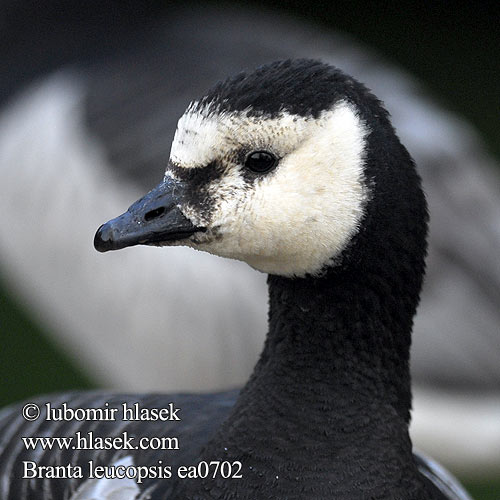 Branta leucopsis ea0702