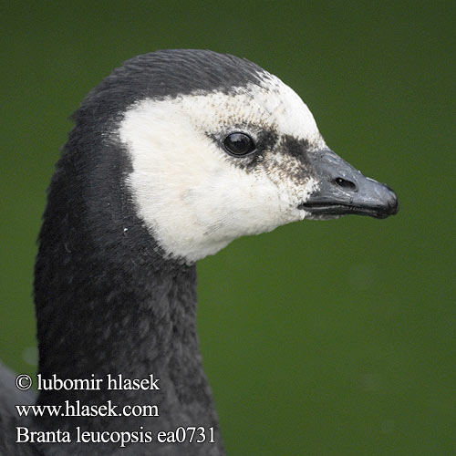 Bernikla bielolíca Branta leucopsis Barnacle Goose