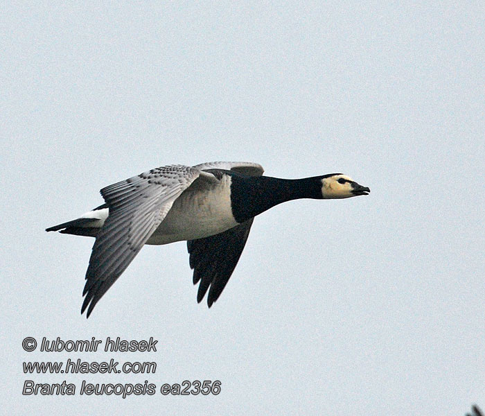 Branta leucopsis