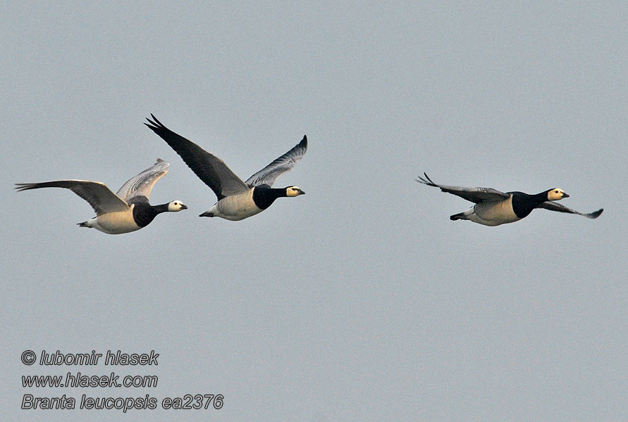 Branta leucopsis