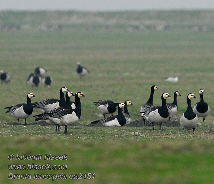 Branta leucopsis