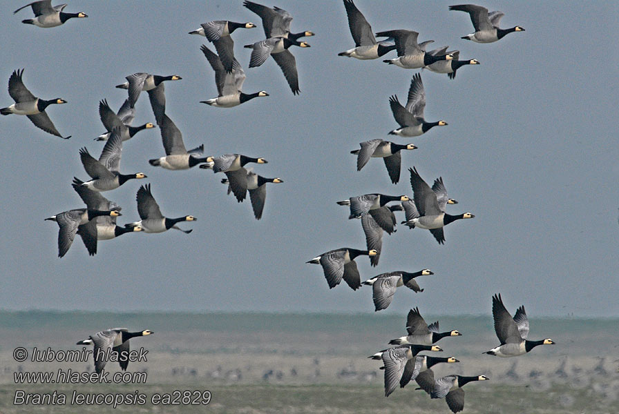 Branta leucopsis