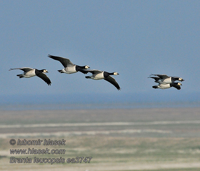 Branta leucopsis