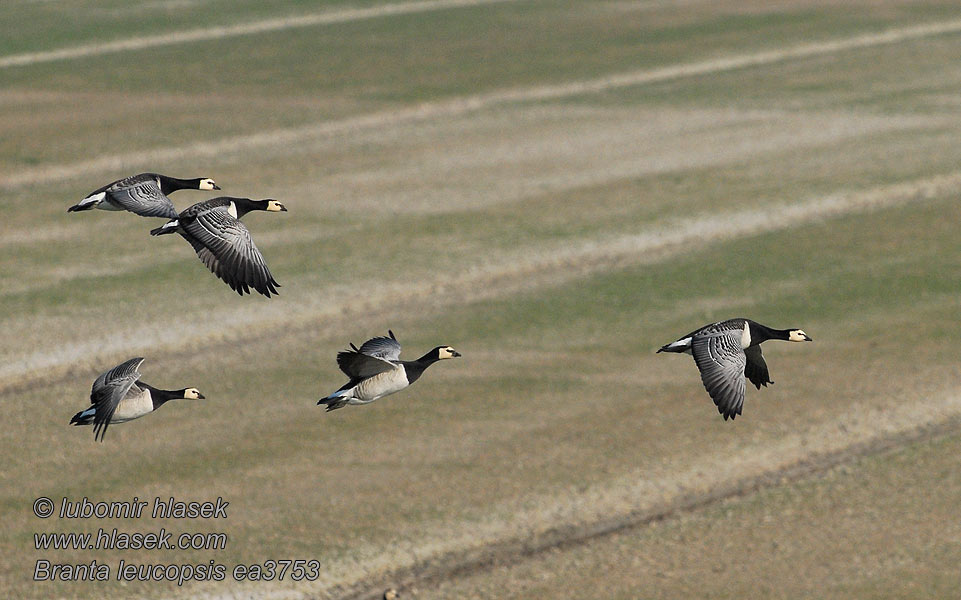 Branta leucopsis