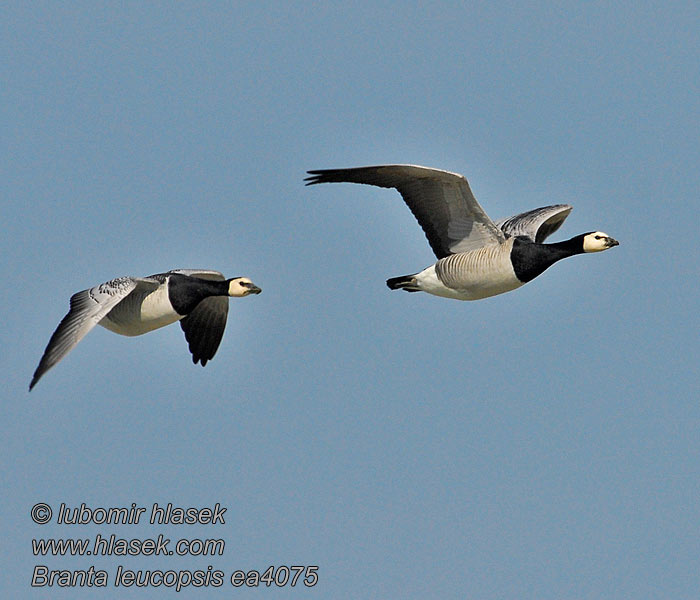 Branta leucopsis