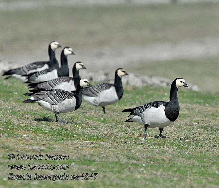 Branta leucopsis