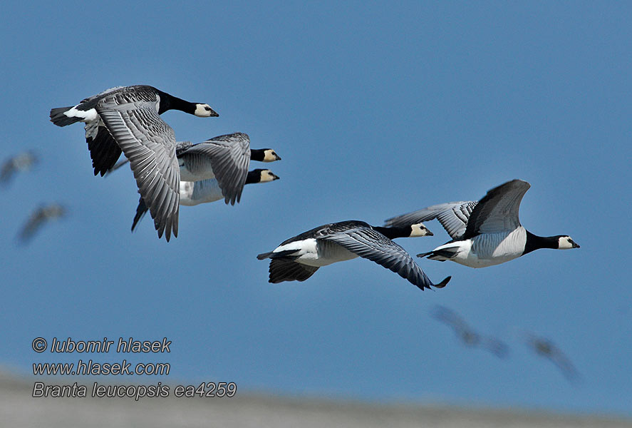 Branta leucopsis