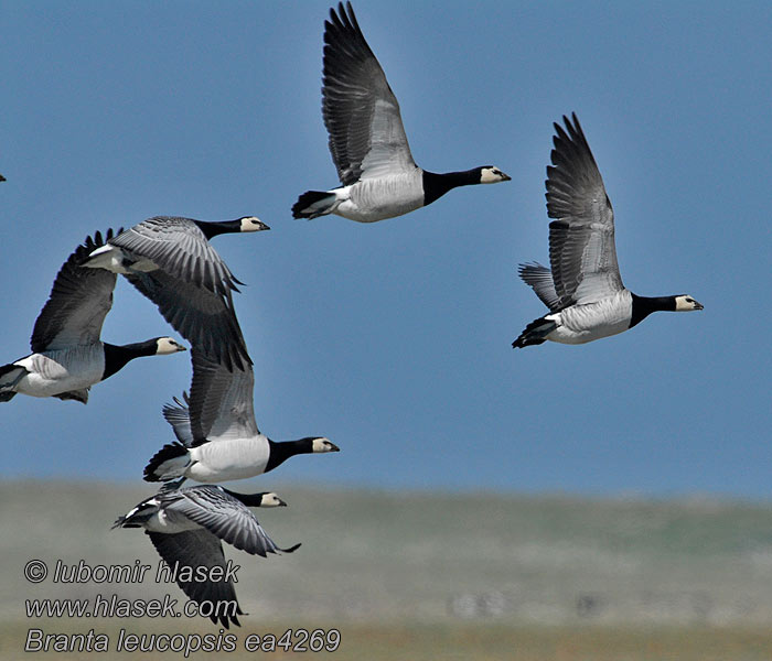 Branta leucopsis