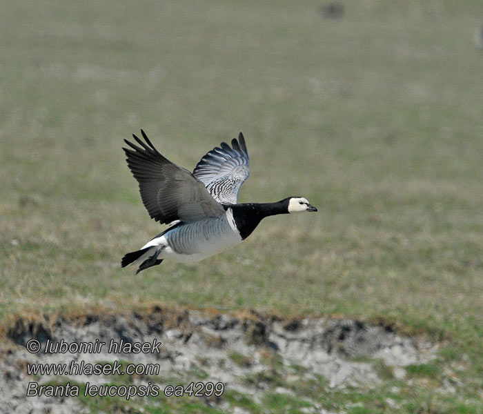 Branta leucopsis