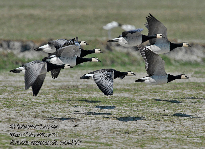 Branta leucopsis