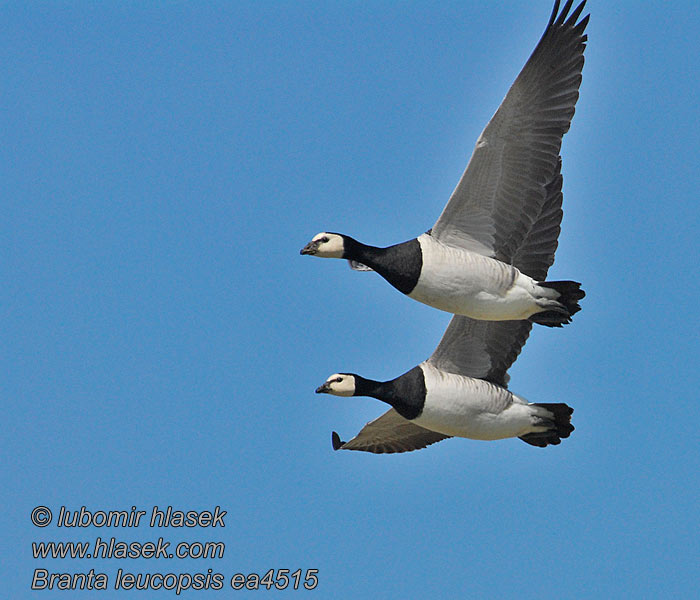 Branta leucopsis