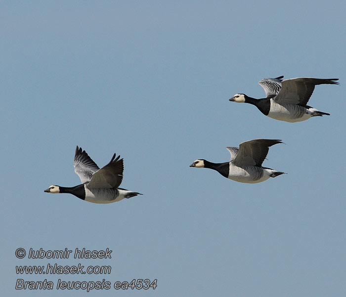 Branta leucopsis