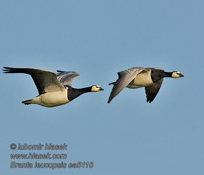 Branta leucopsis