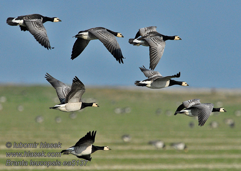 Branta leucopsis