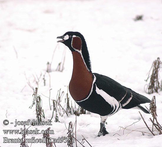 Branta ruficollis Red-breasted Goose Rødhalset Gås