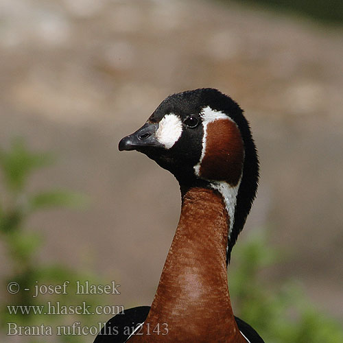 Branta ruficollis アオガン Κοκκινόχηνα