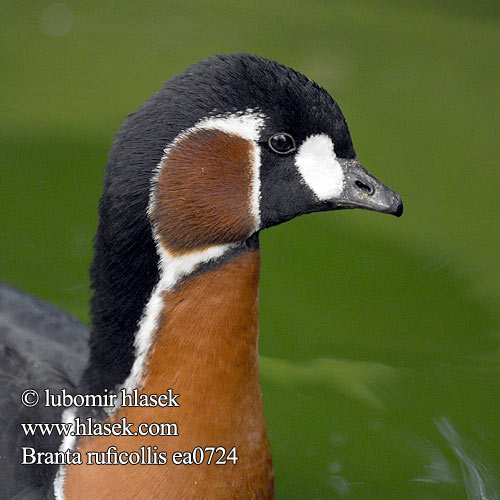 Branta ruficollis bernikla červenokrká Berneška rudokrká