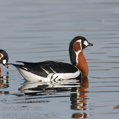 Branta ruficollis Red-breasted Goose Rødhalset Gås