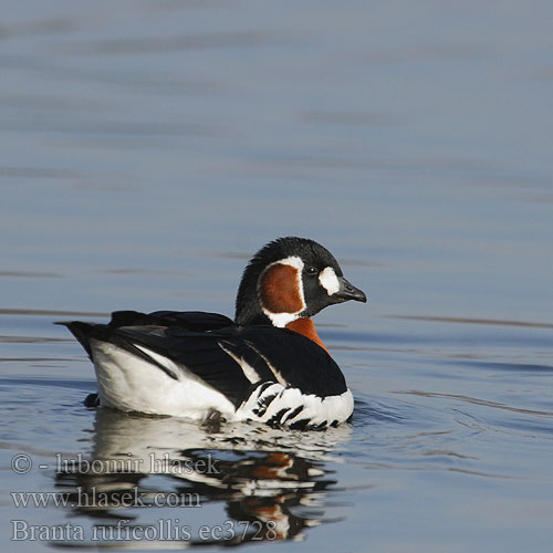 Branta ruficollis ec3728