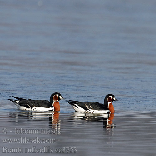 Branta ruficollis ec3753