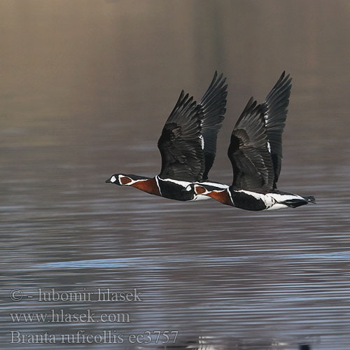 Branta ruficollis ec3757