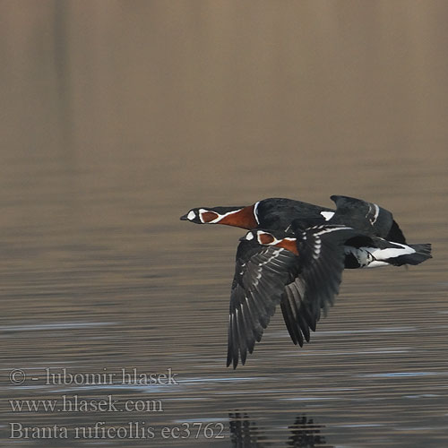 Branta ruficollis ec3762