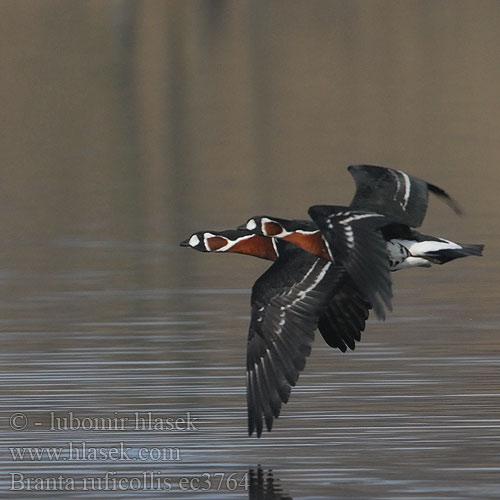 Branta ruficollis ec3764