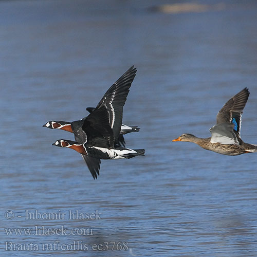 Branta ruficollis ec3768