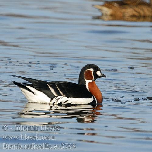 Red-breasted Goose Rødhalset Gås Punakaulahanhi