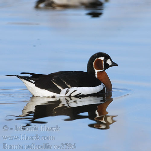 Branta ruficollis ec3796