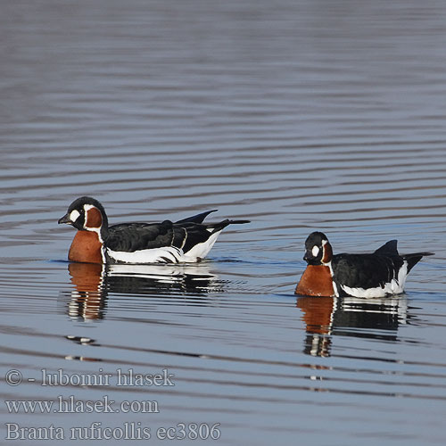 Branta ruficollis ec3806