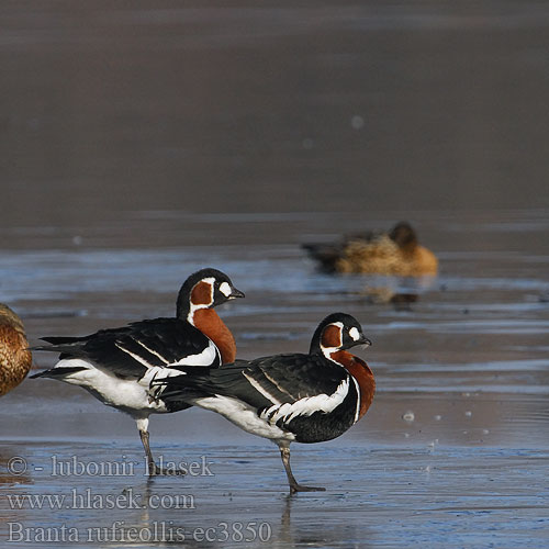 Branta ruficollis ec3850