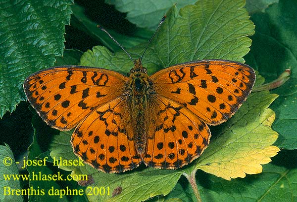 Brenthis daphne Marbled Fritillary Nacré ronce