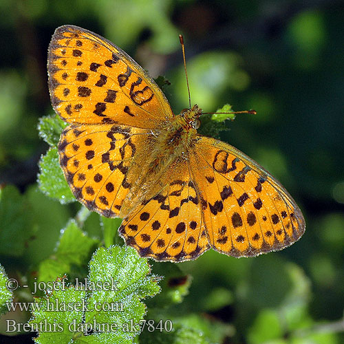 Braamparelmoervlinder Bogurtlen Brentisi コヒョウモン