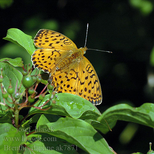 Brenthis daphne Marbled Fritillary Nacré ronce