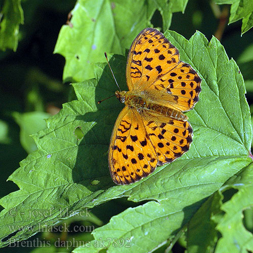 Marbled Fritillary Nacré ronce Málna gyöngyöházlepke