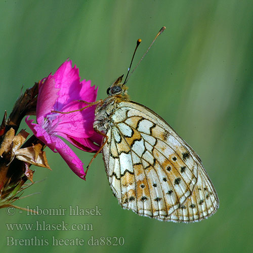 Twin-spot Fritillary Perlovec dvojradový Perleťovec dvouřadý