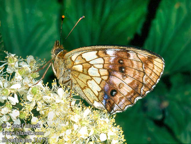 Brenthis ino Lesser Marbled Fritillary Perleťovec kopřivový