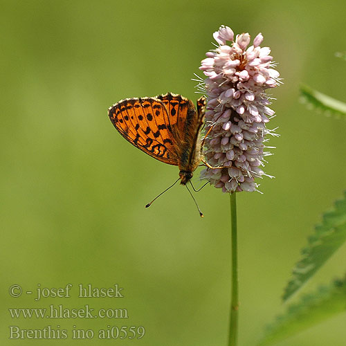 Brenthis ino Lesser Marbled Fritillary Perleťovec kopřivový