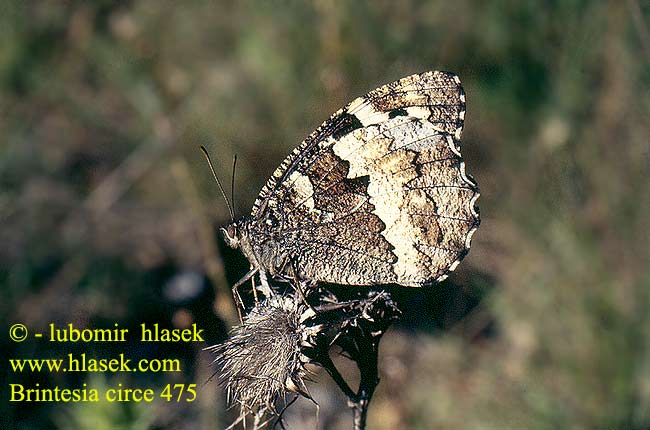 Brintesia circe Great Banded Grayling silène